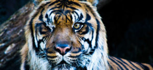 Heran the Sumatran tiger