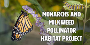 Monarchs and milkweed pollinator habitat project header