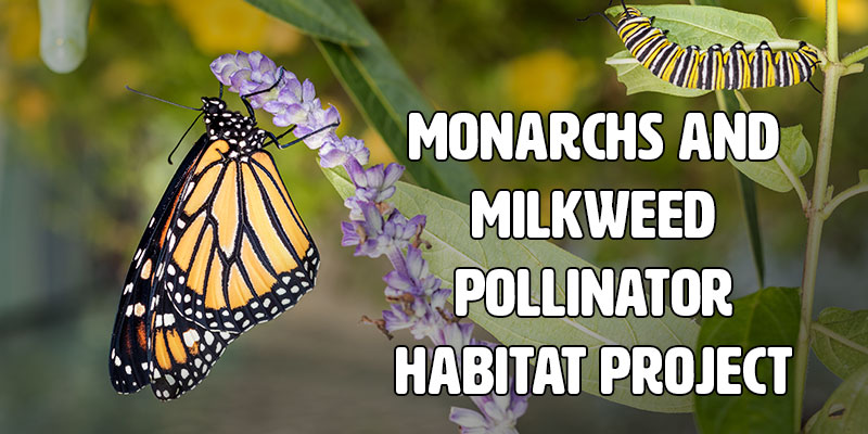 Monarchs and milkweed pollinator habitat project header