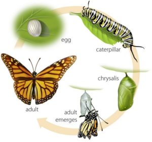 Monarch butterfly life cycle