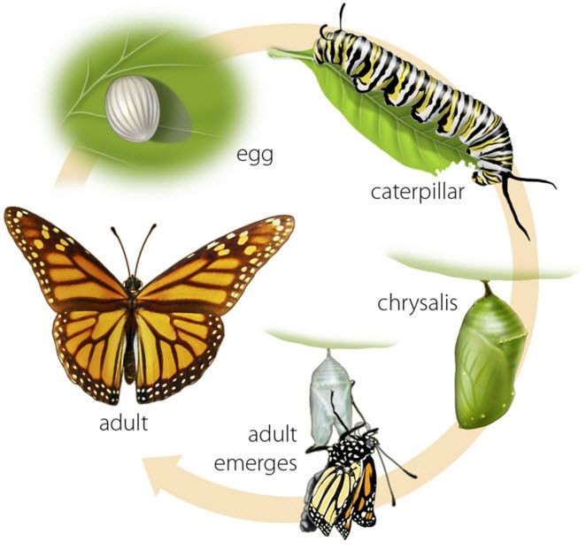 How Butterflies Work