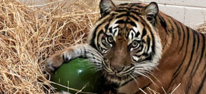 Jingga the Sumatran tiger