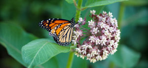 Monarch on milkweed stock