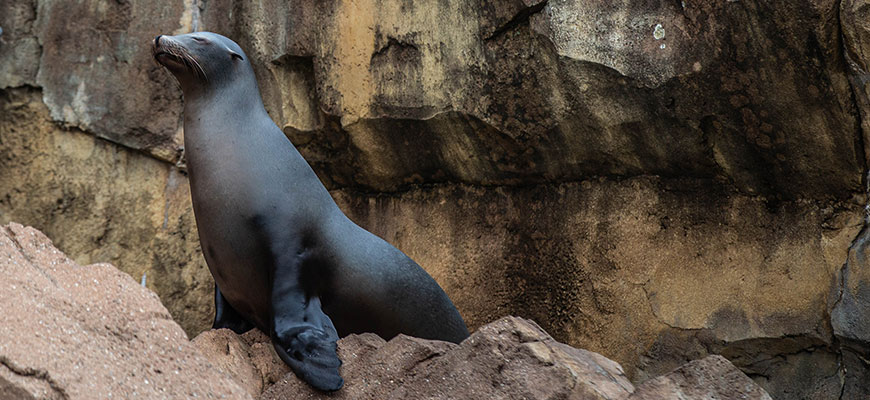 Seal and Sea Lion Habitat | Louisville Zoo