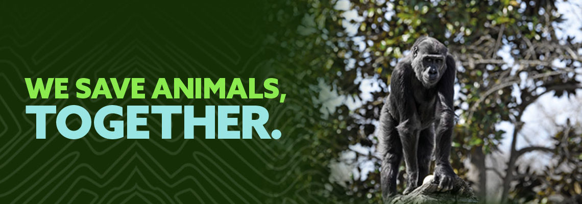 We save animals together banner with gorilla