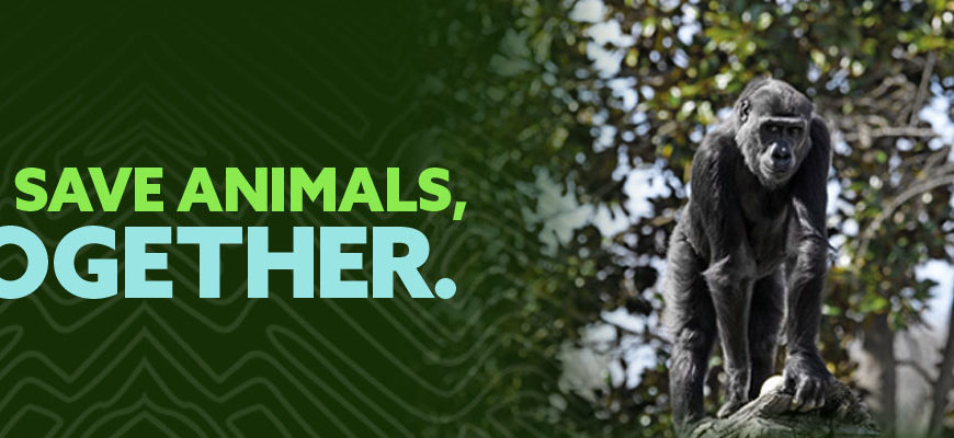 We save animals together banner with gorilla