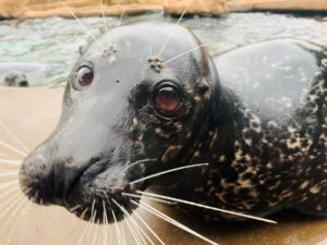 Oskar the harbor seal