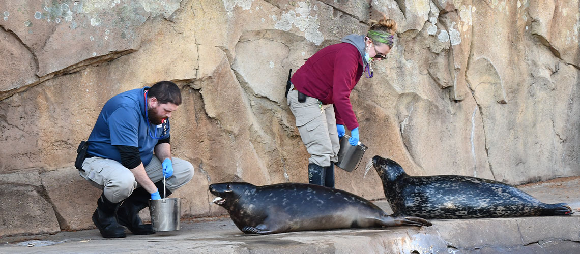 Pinnipeds being trained by keepers