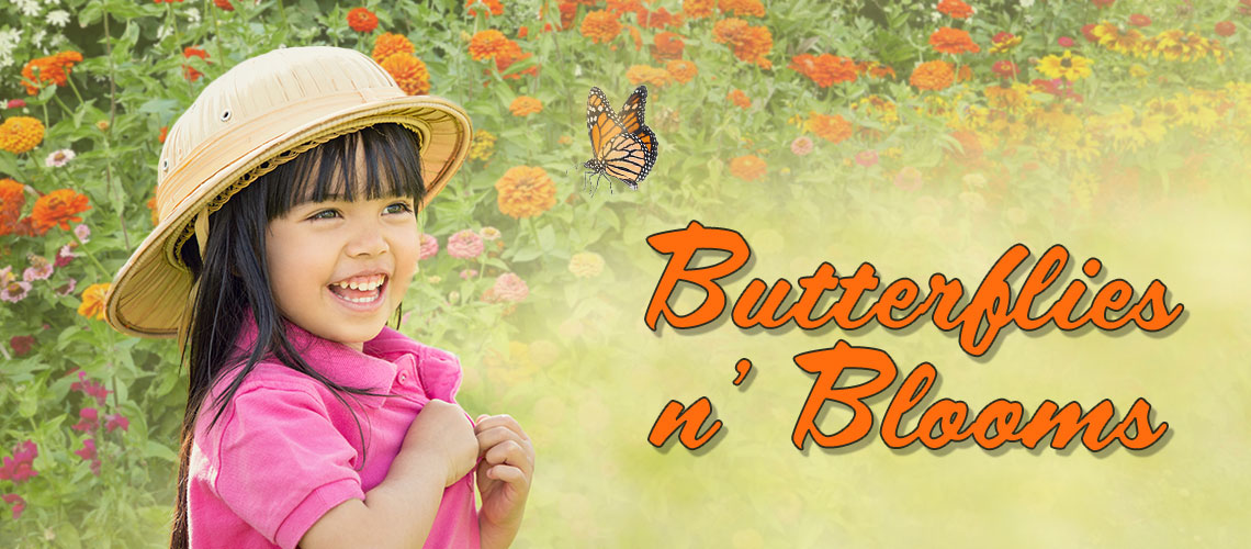 Butterflies and blooms banner