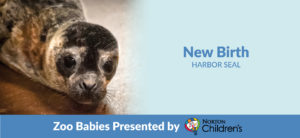 New Birth Harbor Seal Pup Emmy banner