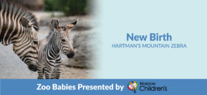 New birth hartman's Mountain Zebra banner