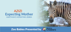 Expecting mother Azizi the zebra banner