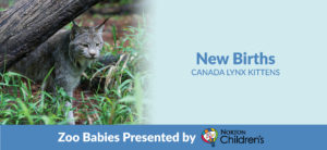 New birth Canada Lynx Kittens Banner