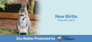 New Birth wallaby joeys banner