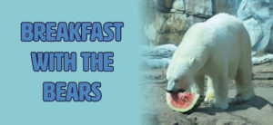 breakfast with the bears banner; polar bear eating melon