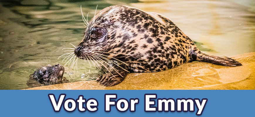 Vote for Emmy name the harbor seal pup