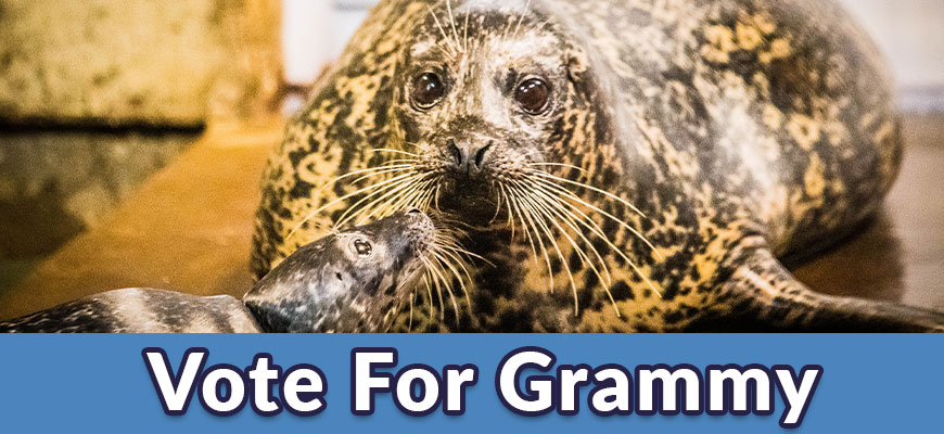 Vote for Grammy name the harbor seal pup