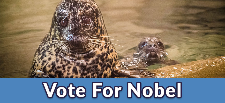 Vote for Nobel name harbor seal pup