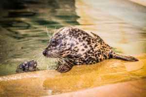 Tonie and harbor seal pup Emmy