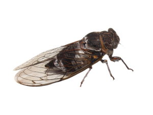 cicada