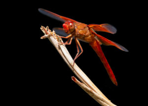 flame skimmer dragonfly
