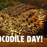 World Crocodile Day Sponsored by Kid's Dentistree Banner