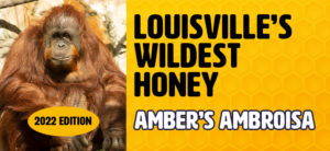 Wild Honey 2022 banner with Amber the orangutan