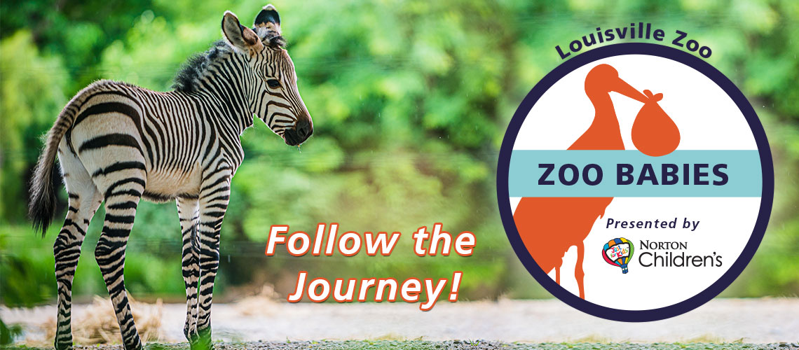 Zoo Babies Home Page Banner 1140 x 500