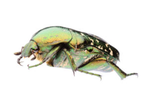 green flower beetle