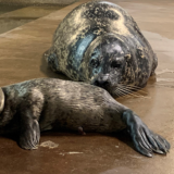 Tonie and Emmy the harbor seal pup