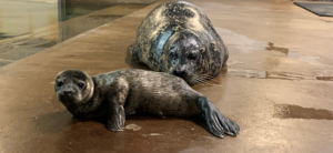 Tonie and Emmy the harbor seal pup