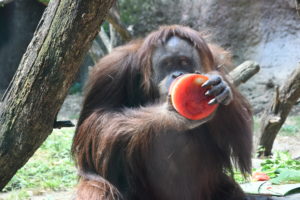 photo - brown, orange shaggy hair orangutan; with black face, deep set eyes, holding frozen orange ice cube with its hands, sitting in its yard with trees in background