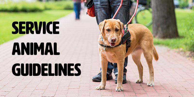 banner - Service Animal Guidelines, with yellow dog wearing service dog harness, with legs of individual who is walking said dog down pathway