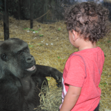 photo - small child, curly black hair, red shirt, interacting with gorilla thru glass, in its enclosure with hay,