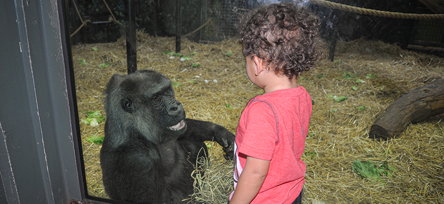 photo - small child, curly black hair, red shirt, interacting with gorilla thru glass, in its enclosure with hay,