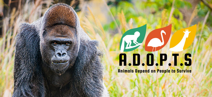 banner - 3 leafs, green with moneky image, red with flamingo, orange with giraffe, A.D.O.P.T.S, Animals Depend on People to Survive, with large grey, black gorilla standing looking at camera, background is tall green, orange, grass