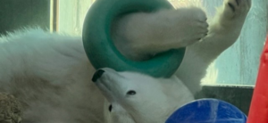 banner - white polar bear, lying on back, playing with donut ring, which is on his left leg, with blue ball, red object in photo, background is of window glass