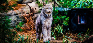 photo - shows lynx, blueish grey fur coloring, profiles his face with his eyes, black tipped ears, plus chin/neck area of split beard, standing in yard, with rocks, trees,