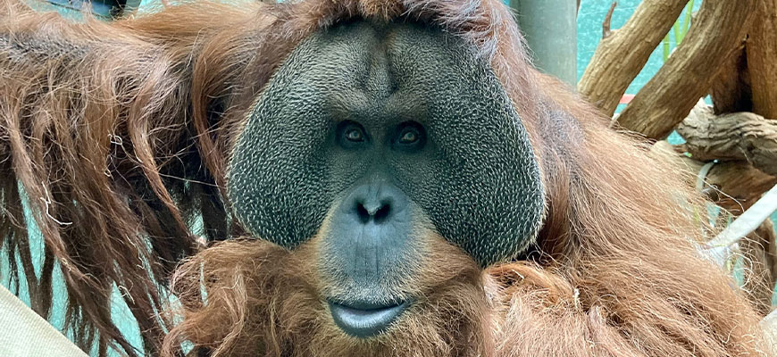 Orangutan Caring Week Kickoff and Segundo's Birthday - Louisville Zoo