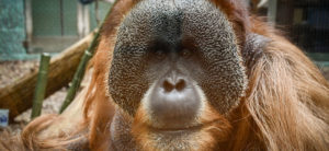 photo - orangutan Segundo's birthday, full face, brown shoulder hair, face is black with deep set black eyes, rounded snout with chin hair of brown, white