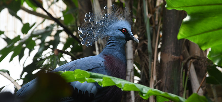 photo - Victoria Crown Pigeon with all blue color feathers, with spindly long fluff feathers with white tis on each one, has red eye sitting on branch, with brown branches, green leaves in background.