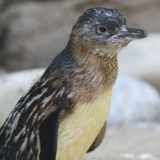 photo of lil grey penguin, has bluish, black, grey feathers with brownish white breast feathers