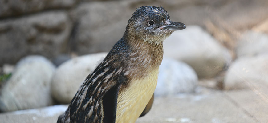 photo of lil grey penguin, has bluish, black, grey feathers with brownish white breast feathers