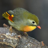photo - Red billed Leothrix bird - with gray back feathers, and wing has colors of green, red, orange, head is green, breast is yellow with orange tint, sitting on a branch