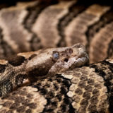photo - timber rattlesnack - has scale design of black ringed circles along its body, scale colors are brown, grey, black in designs over whole length of body, face of snake is almost camouflaged with body, but you can see its eye