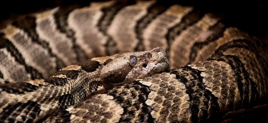photo - timber rattlesnack - has scale design of black ringed circles along its body, scale colors are brown, grey, black in designs over whole length of body, face of snake is almost camouflaged with body, but you can see its eye