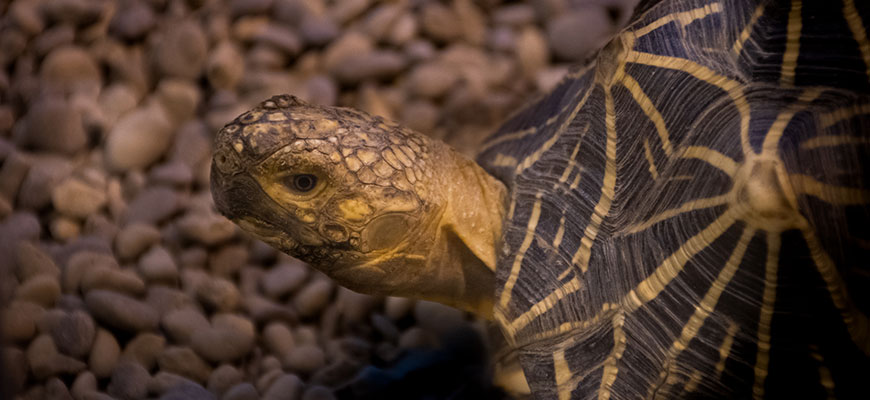photo - indian star tortoise - head shot with partial shell included, head is brown, gold, patch work on head, shell has variety of designs, black base color with tan lines blossoming out from center of design, sitting on rocks