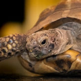 photo - Greek Tortoise, head shot with two flippers and front section of shell in photo. variety of brown, tan,, grey colors for head and flippers, shell has variety of colors in patchwork on shell, bottom of shell is gold,, brown color