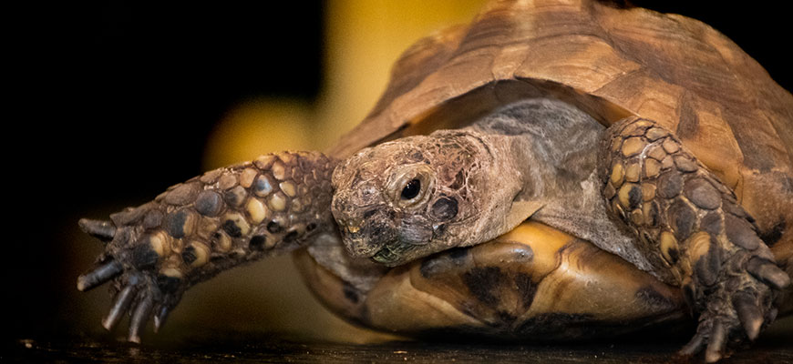 photo - Greek Tortoise, head shot with two flippers and front section of shell in photo. variety of brown, tan,, grey colors for head and flippers, shell has variety of colors in patchwork on shell, bottom of shell is gold,, brown color