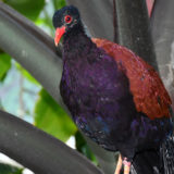 photo - Green naped Pigeon, red back and wing feathers, with purple/black breast feathers, and head has same color with red eye, red bill sitting on plant leaf, with green leaf background
